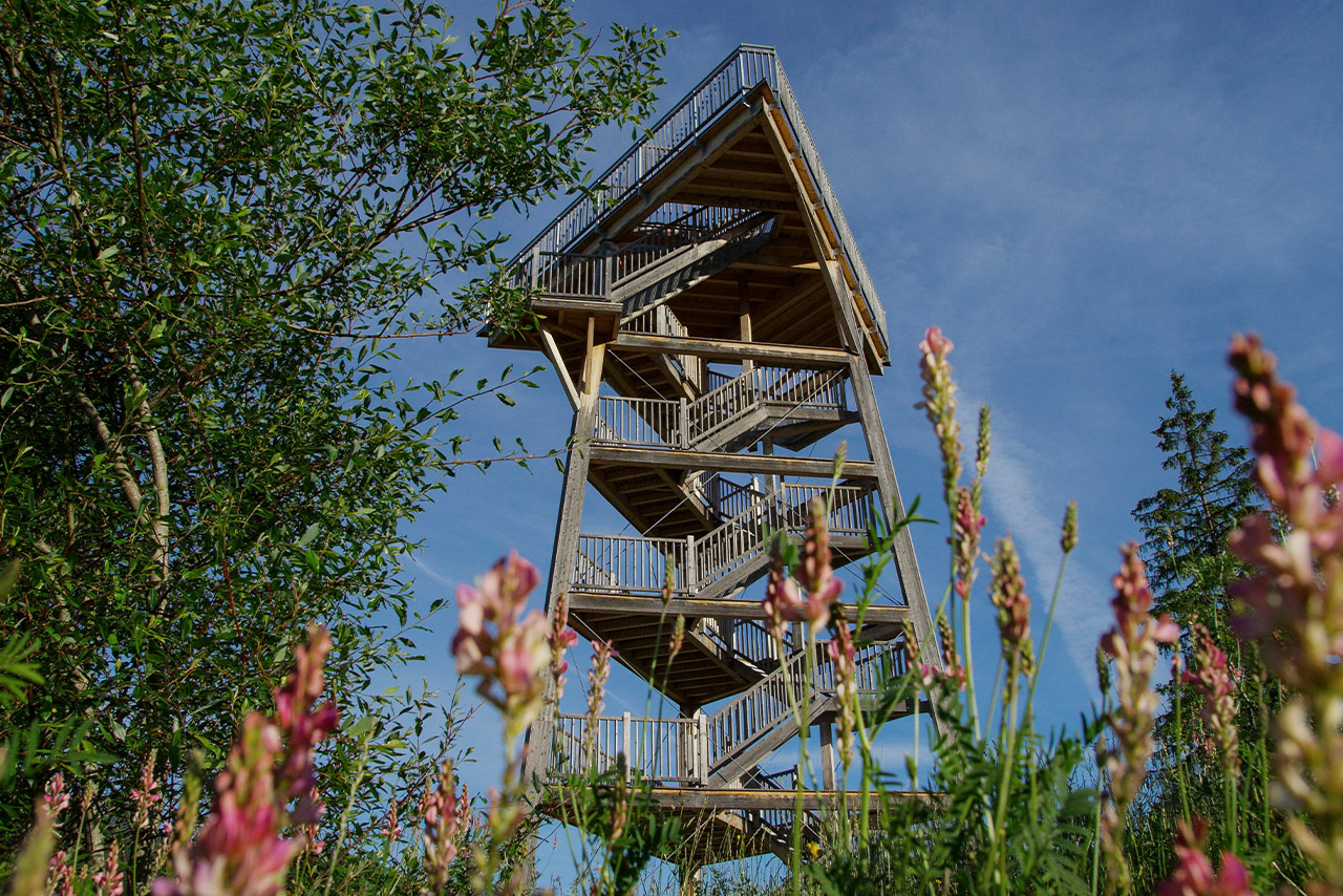 A nature viewing platform with a staircase, framed by blooming flowers and greenery.