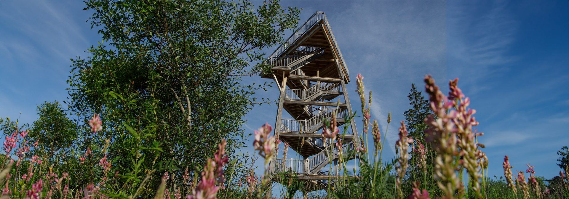  A nature viewing platform with a staircase, framed by blooming flowers and greenery.