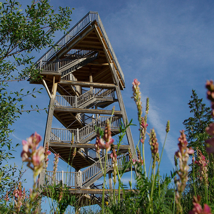  A nature viewing platform with a staircase, framed by blooming flowers and greenery.