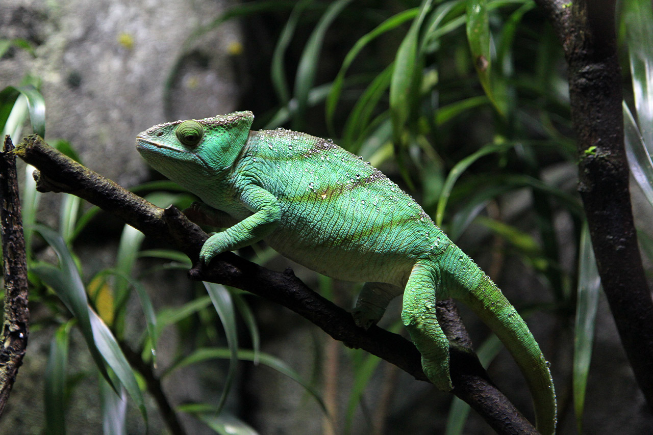 Reptilienhaus